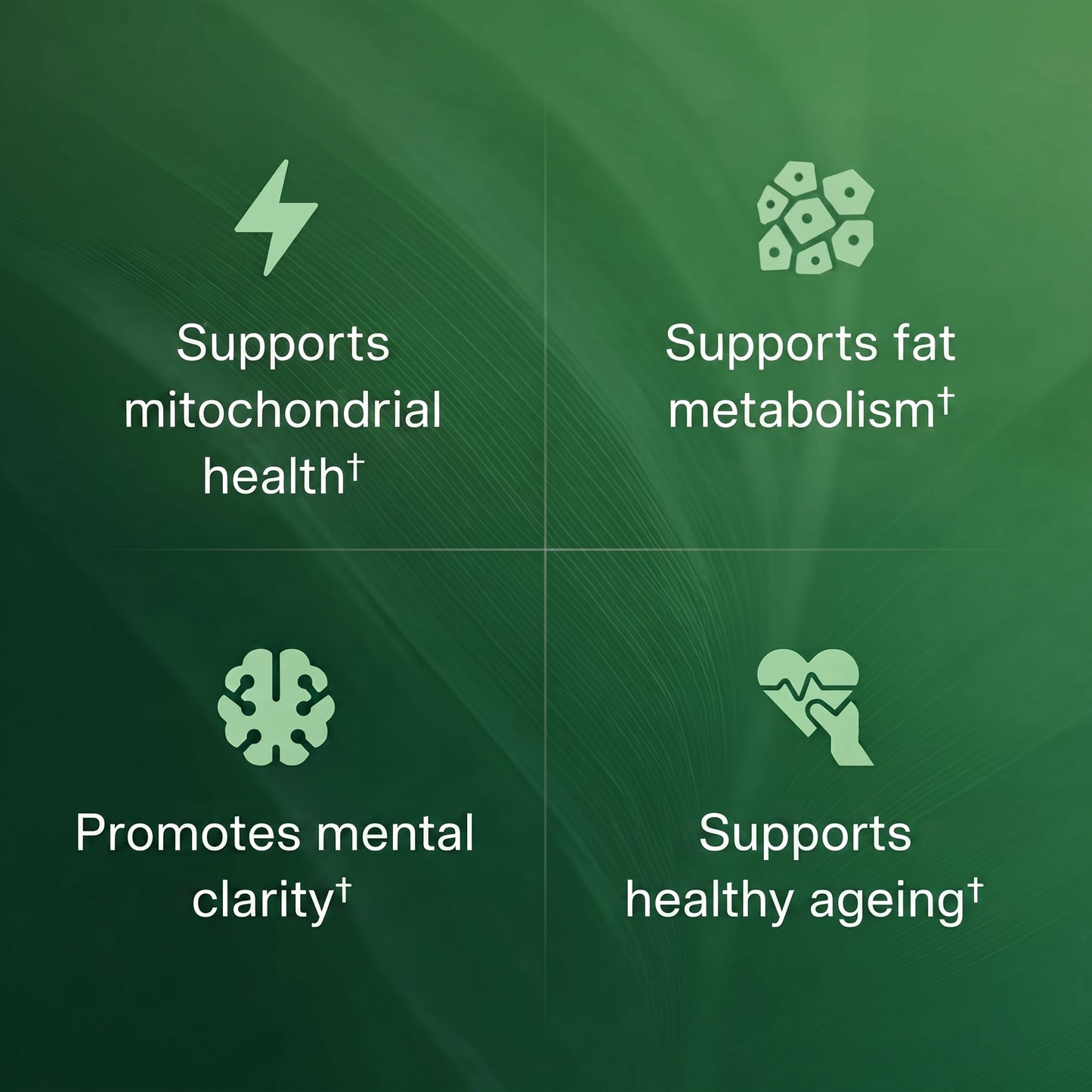 Amla Pur supports mitochondrial health, fat metabolism, mental clarity and healthy ageing